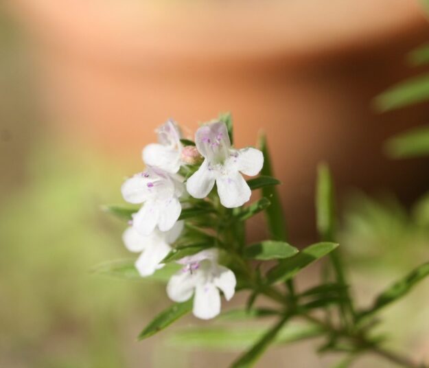 ajedrea ajedrea planta