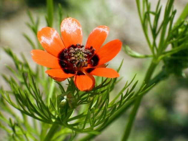 adornis de verano adornis de verano