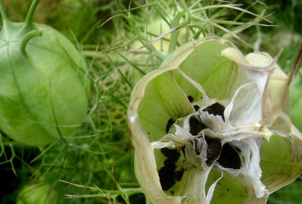 ajenuz ajenuz planta