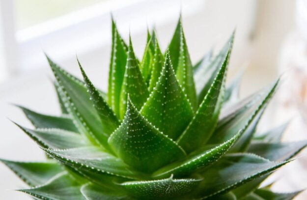 aloe vera aloe vera