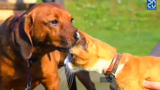 perro_y_gato_velan_due_o