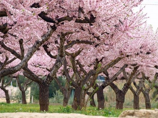 Almendros Almendros