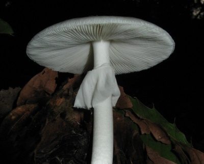 Amanita_verna