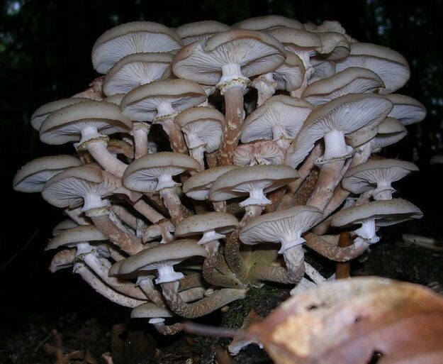 Armilaria de color miel