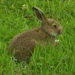 Conejo común