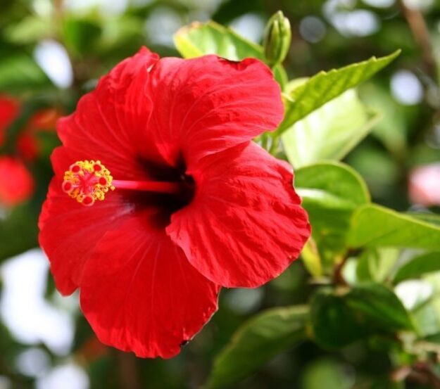 Hibisco planta