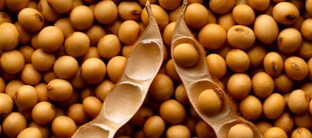 aceite soja aceite soja