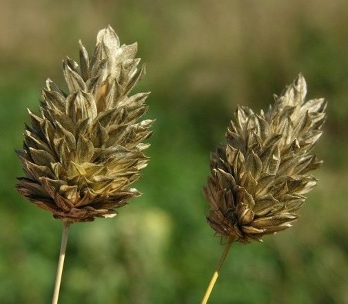 alpiste alpiste flora