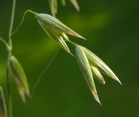 avena planta