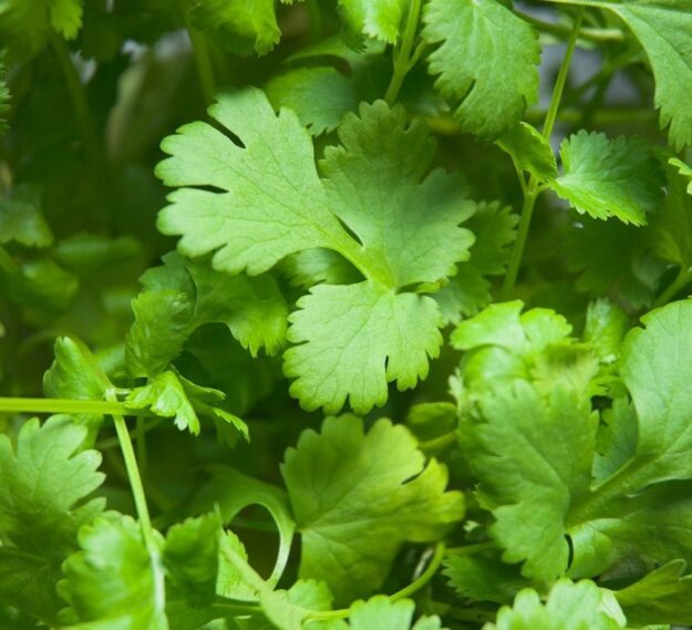 cilantro planta