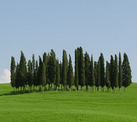 cipres cipres árbol