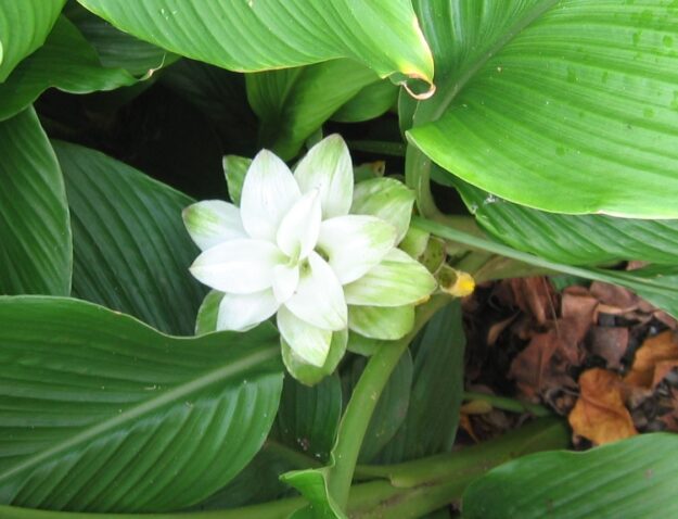 curcuma curcuma