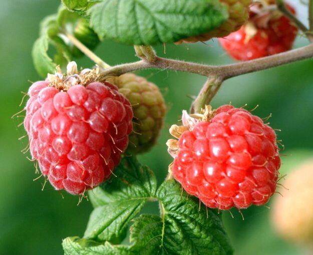 frambuesa alimento