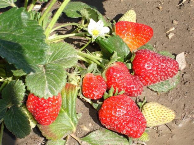 fresas planta