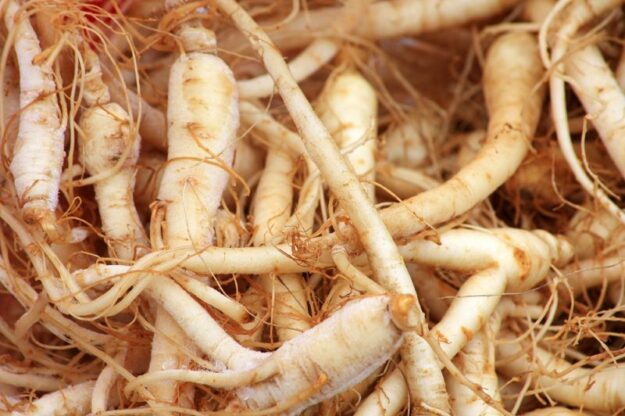 ginseng planta