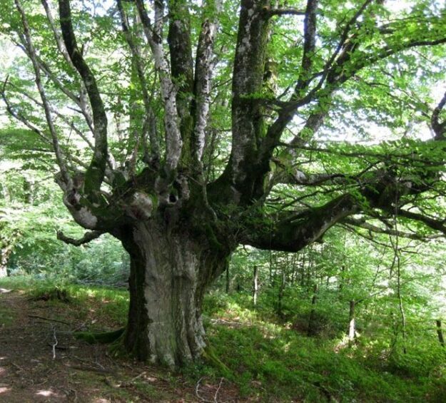 haya árbol