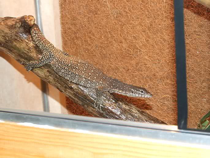 Varanus timorensis Wikifaunia, tu enciclopedia de animales