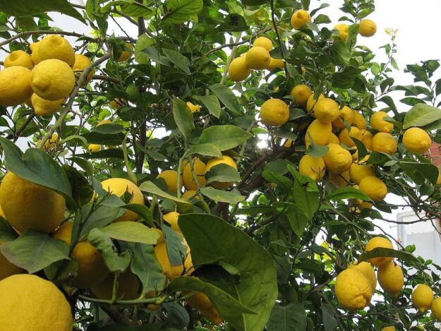limonero limonero