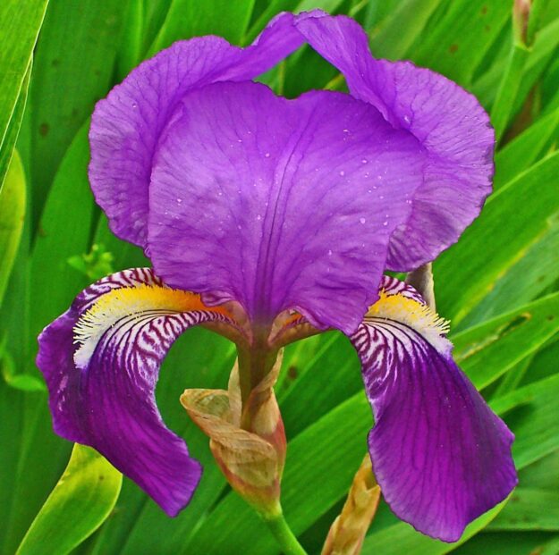 lirio lirio planta