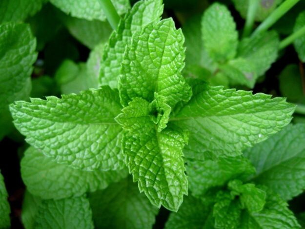 menta piperita menta piperita