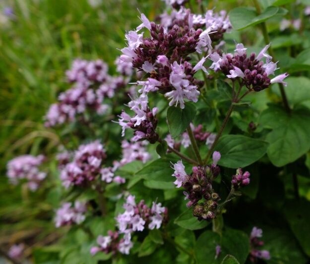 oregano oregano planta