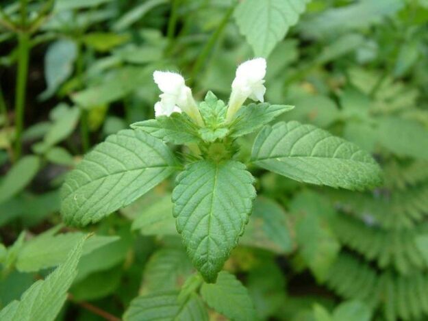 ortiga blanca ortiga blanca