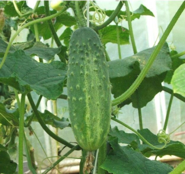 pepino pepino