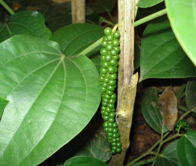 pimienta