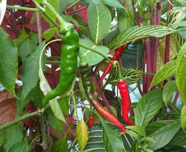 pimiento pimiento