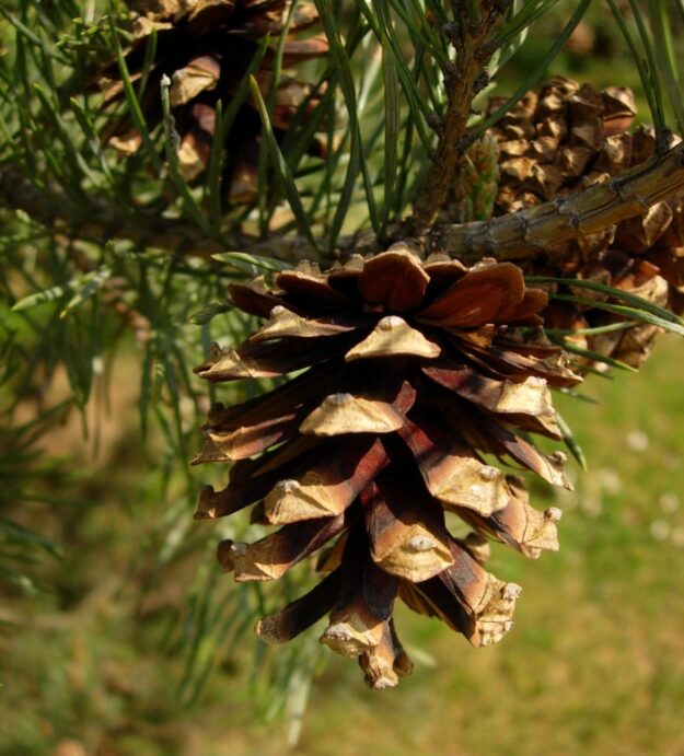 pino pino árbol