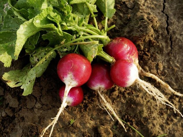 rabano rábano planta