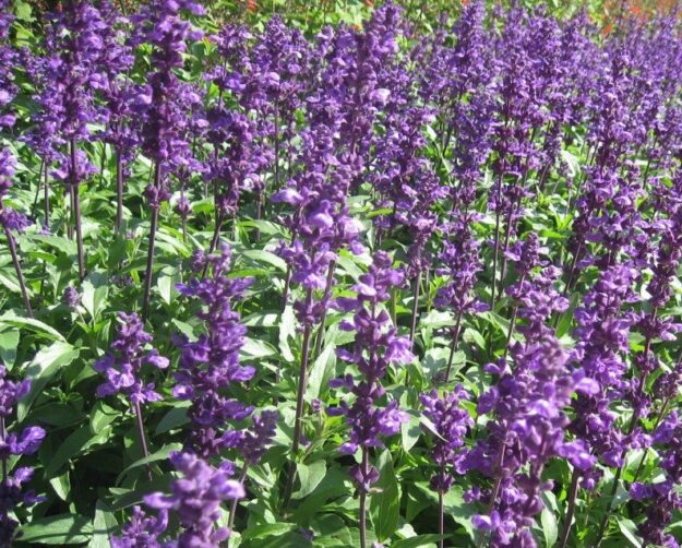 salvia salvia planta