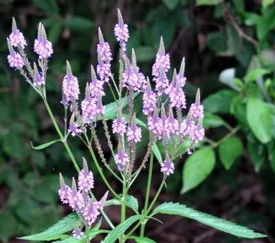 verbena verbena planta
