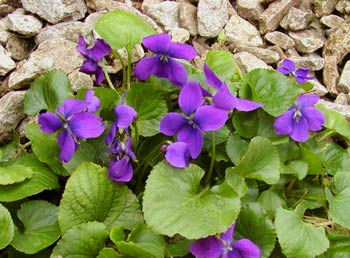 violeta violeta planta
