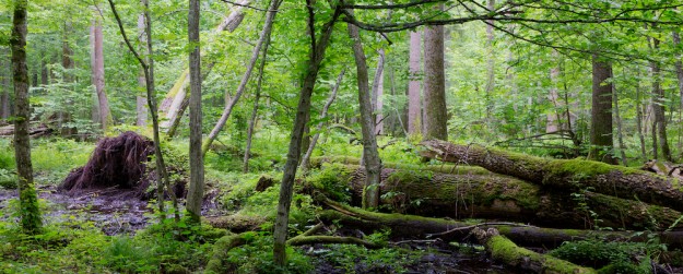 Bialowieza Bialowieza