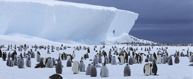 antártida pinguinos antártida viajar