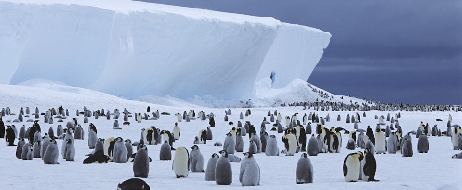 antártida pinguinos antártida viajar