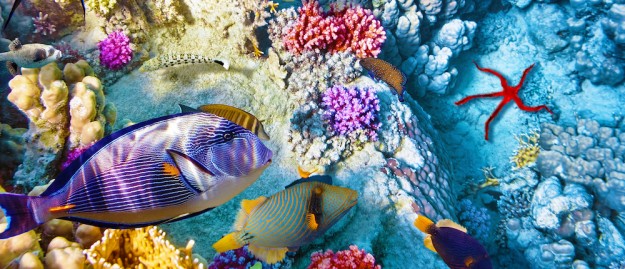 la gran barrera de coral la gran barrera de coral