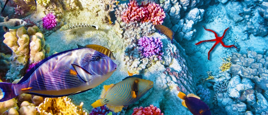 la gran barrera de coral la gran barrera de coral