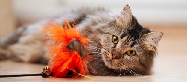 Gato hombre Gato hombre