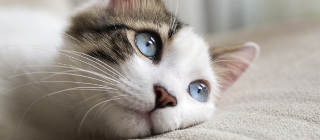 gatos psicologia gatos psicologia