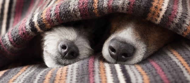 perros mentiras perros mentiras