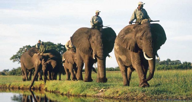 delta okavango delta okavango