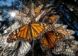 Viajar Santuario de la Mariposa