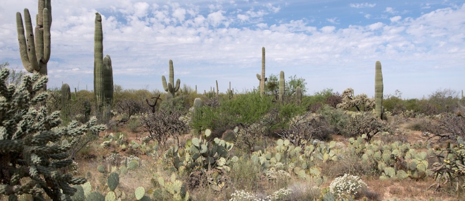 Parque Nacional Saguaro