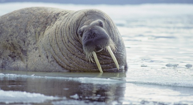 Isla Ellesmere Viajar a la Isla Ellesmere