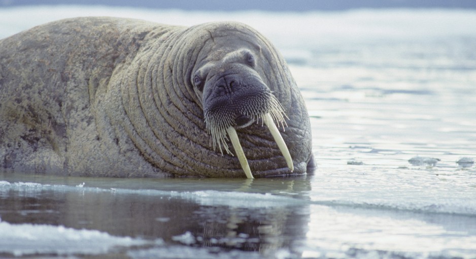 Viajar a la Isla Ellesmere