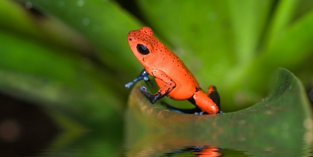 dendrobates dendrobates