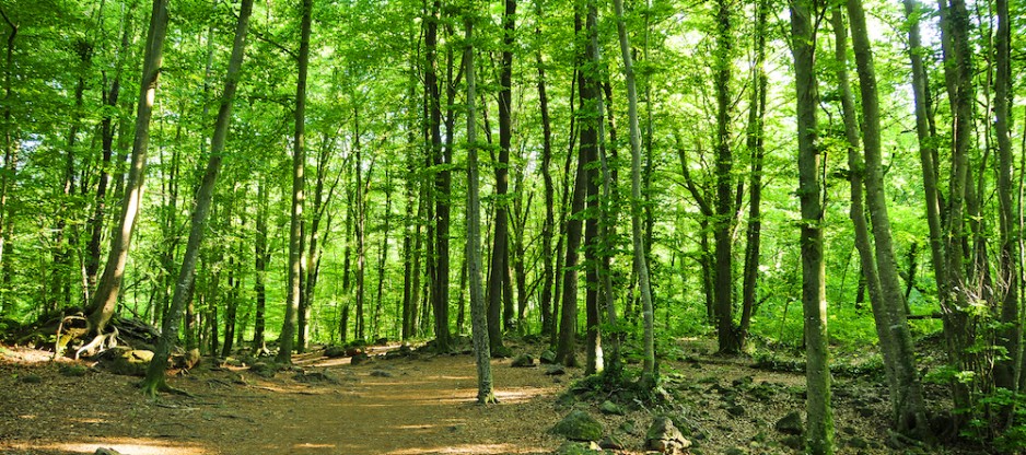 Fageda Jordà viajar