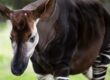 Okapi